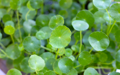 Manfaat Centella Asiatica Bagi Kulit