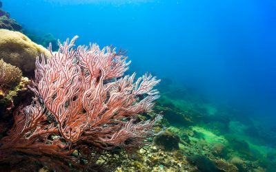 Red Algae, Si Alga Merah Yang Kaya Akan Nutrisi