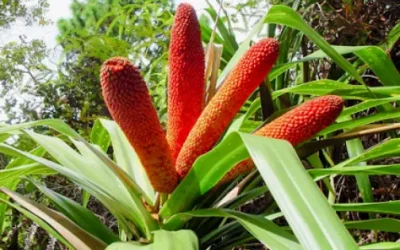 Buah Merah Papua
